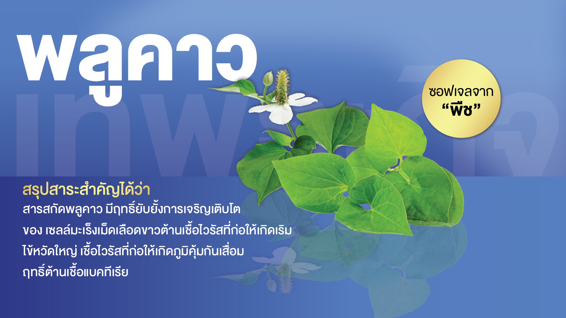 พลูคาวสกัด พลัส ซอฟเจล