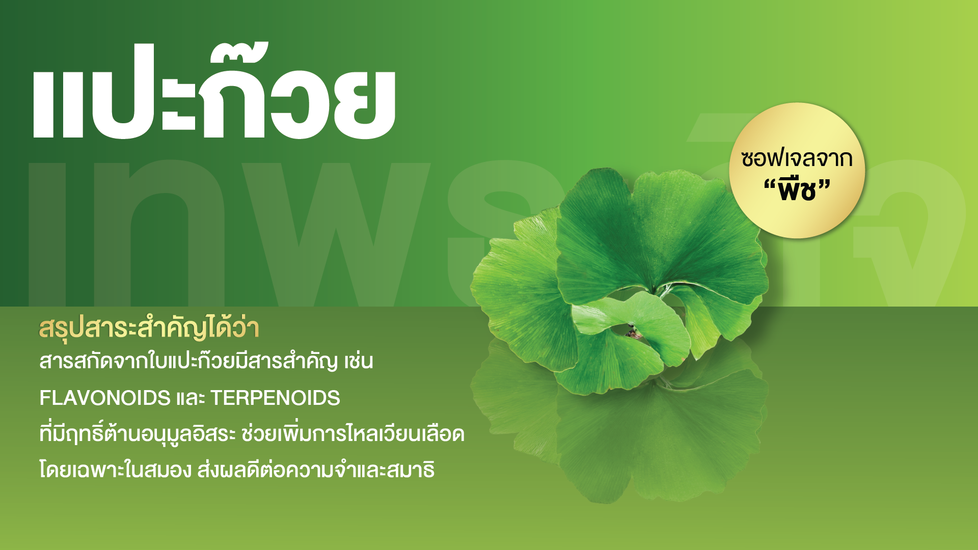 แปะก๊วยสกัด พลัส ซอฟเจล