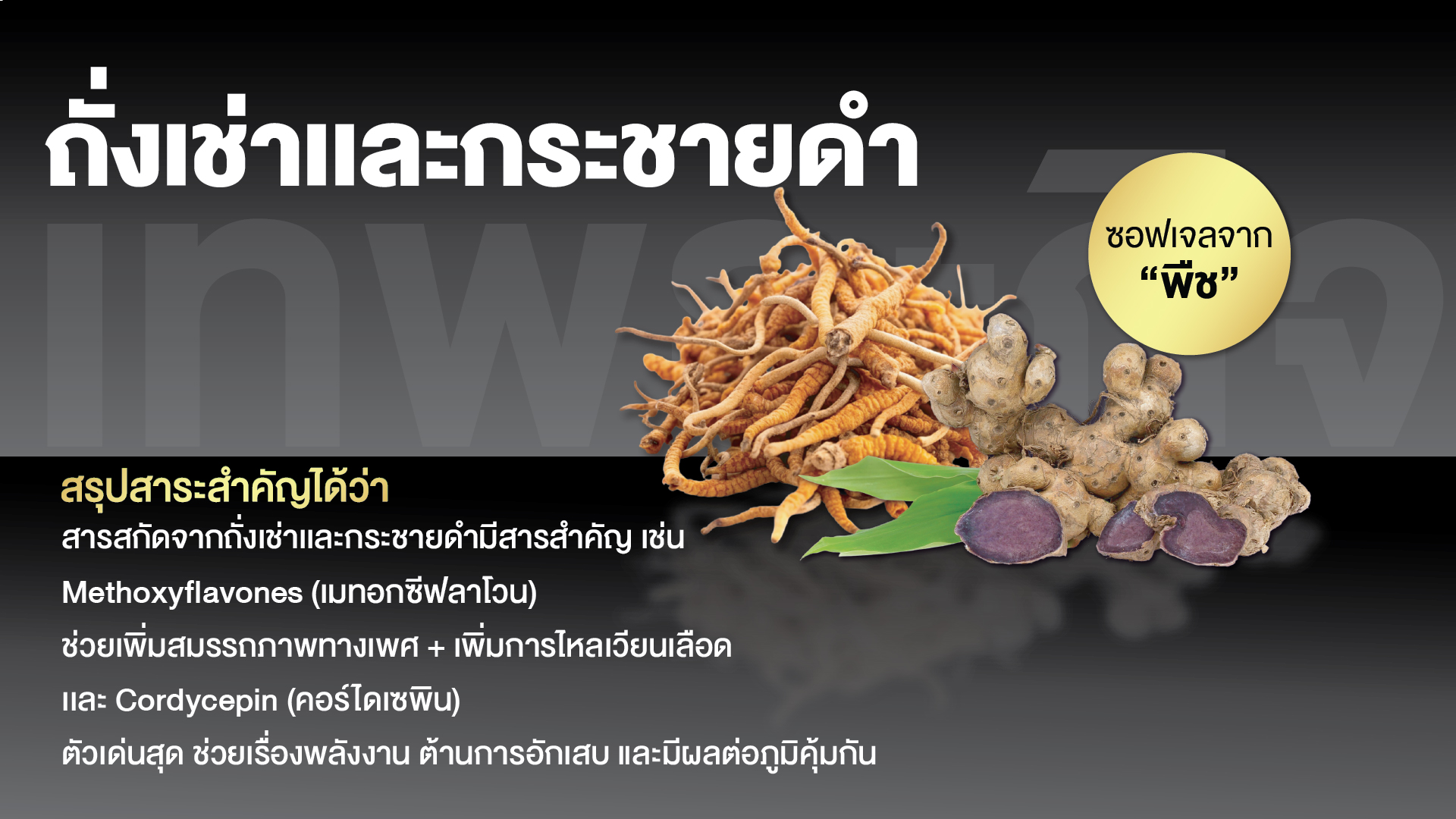 ถั่งเช่าและกระชายดำสกัด พลัสซอฟเจล