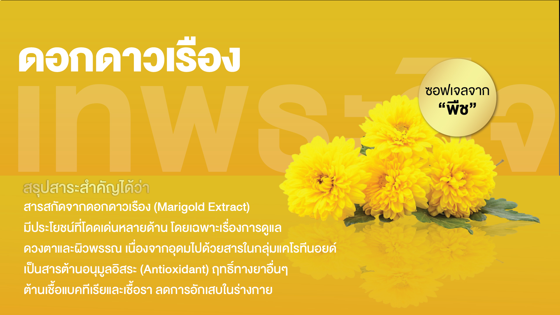 ดอกดาวเรืองสกัด พลัสซอฟเจล