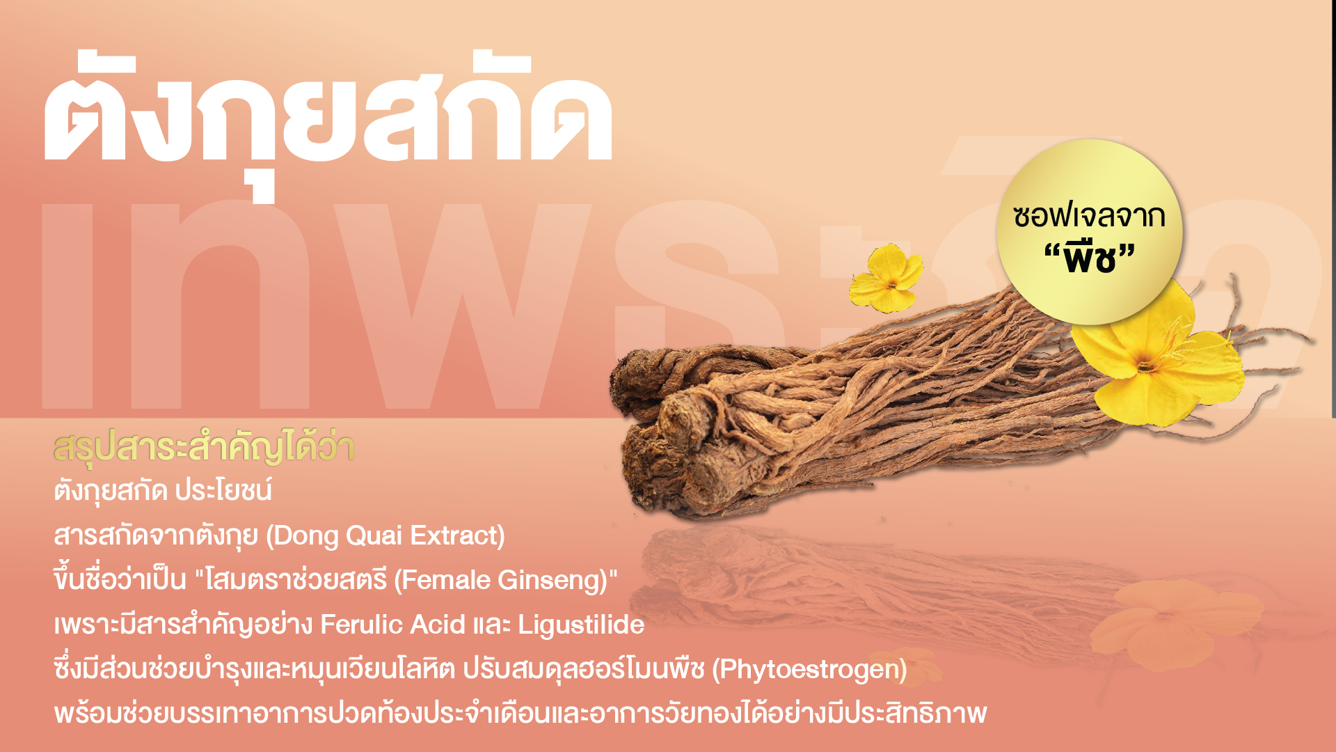 ตังกุยสกัด พลัส ซอฟเจล